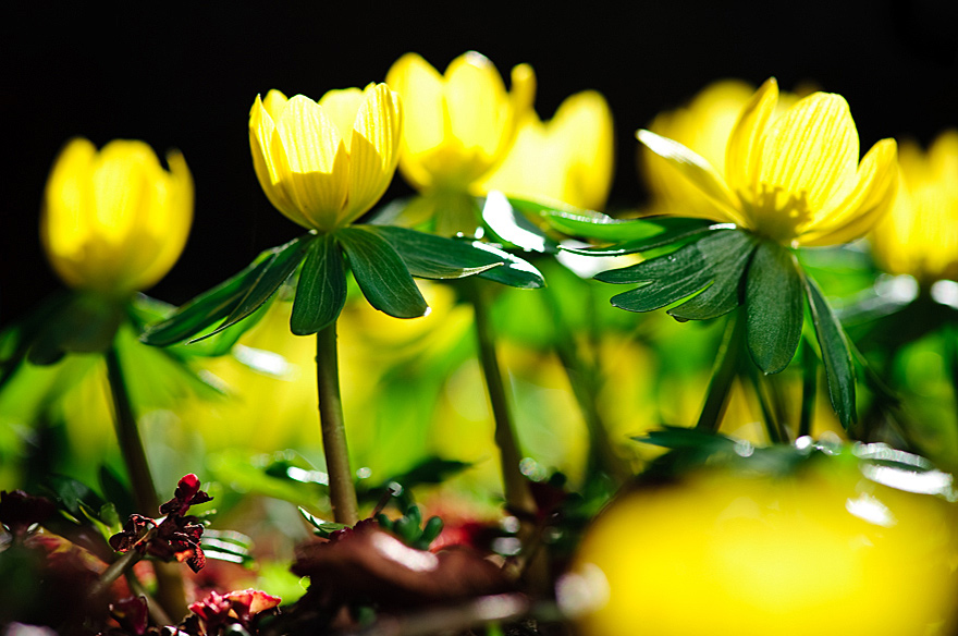 Natur Fotoworkshop in Osnabrück für fortgeschrittene Hobbyfotografen