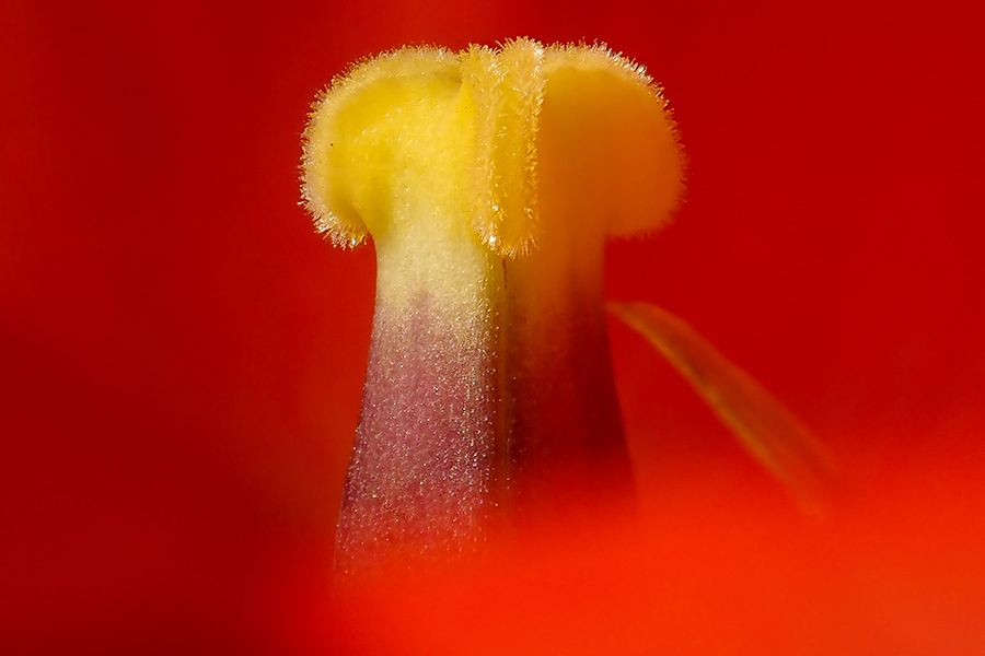 Makro Fotoworkshop in Osnabrück