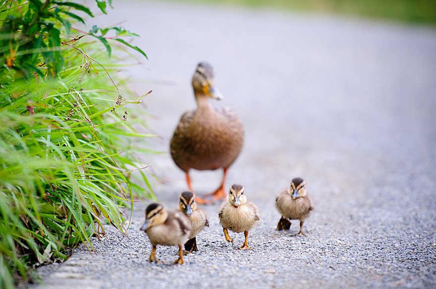 naturfotografie-13