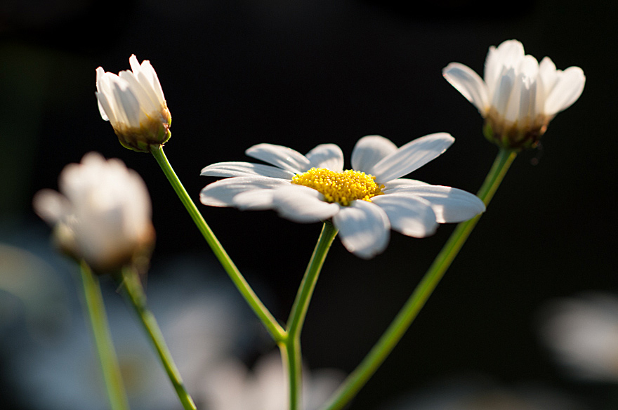 naturfotografie-16